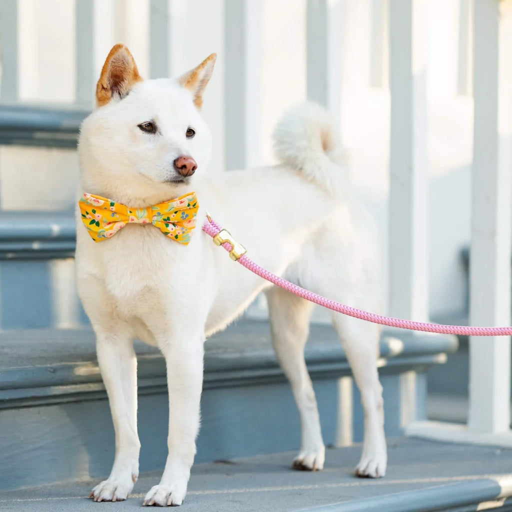 The Foggy Dog - Orchid Marine Rope Dog Leash
