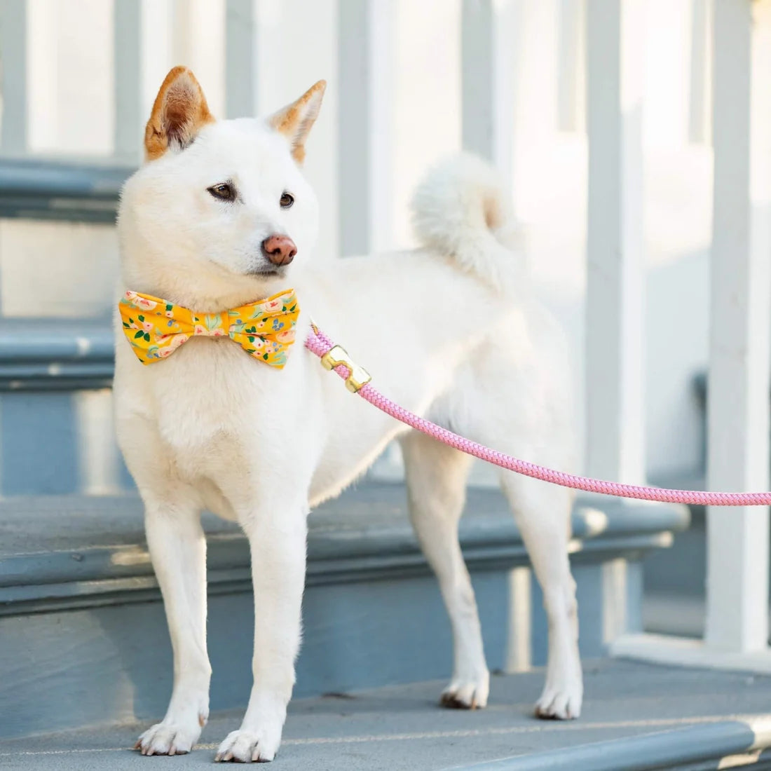 The Foggy Dog - Orchid Marine Rope Dog Leash